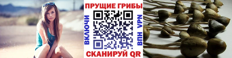 Псилоцибиновые грибы MAGIC MUSHROOMS  наркотики  Городовиковск 